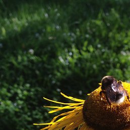 �, ������, 51 ���