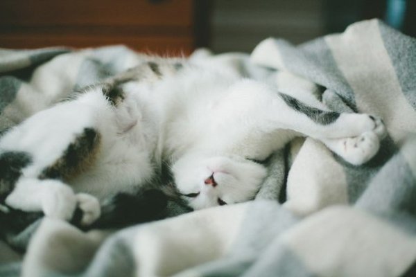 Заведу кота. Буду знать, Что дома меня кто-то ждет. Привет, кот. Мне плохо, кот. Дай мне тебя ... - 7