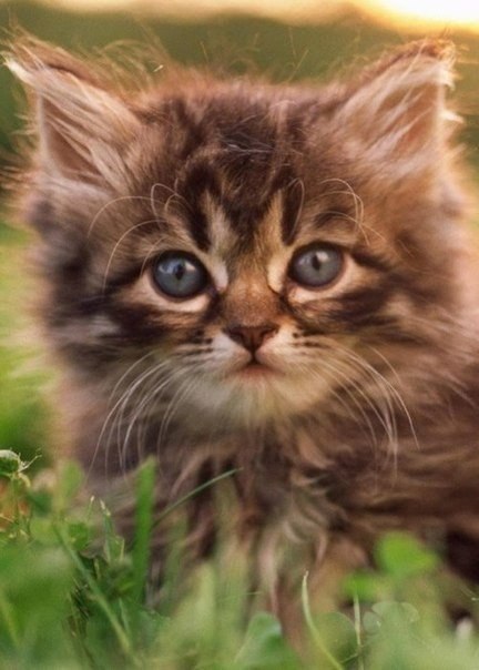 |В| Счастье есть... |В| - 12 августа 2015 в 23:26 - 3