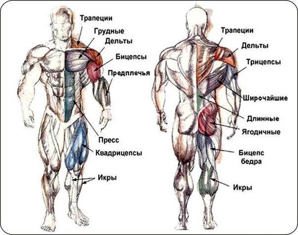 Комплекс ЛУЧШИХ упражнений на КАЖДУЮ ГРУППУ МЫШЦ! Забери на стену, чтоб не потерять. СПИНА - ...