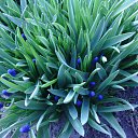  , , 61  -  12  2015   ۻ