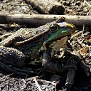 ���� �����, �����, 64 ���� - ��������� 9 ���� 2015 � ������ ����� ���� ���� (07.06.2015)�