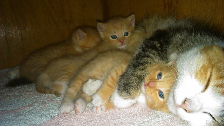 :3 - 6