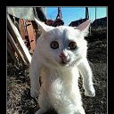  Wlad, , 51  -  6  2015    