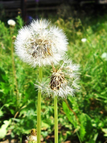 Тебя загипнотизировали с детства, что слушать свой собственный голос – это шизофрения. А слушать ... - 5
