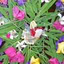    -  ,  -  23  2015    2014.  Peace.  11-.