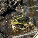 ���� �����, �����, 64 ���� - ��������� 9 ���� 2015 � ������ ����� ���� ���� (07.06.2015)�