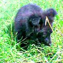 ���� �������, ���������� �����, 65 ��� - ��������� 29 ���� 2015 � ������ ���� ����������