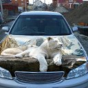 ���� ������, ������, 65 ��� - ��������� 8 ��� 2015 � ������ ���� ����������