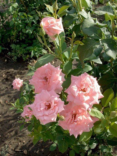 Тебя загипнотизировали с детства, что слушать свой собственный голос – это шизофрения. А слушать ... - 3