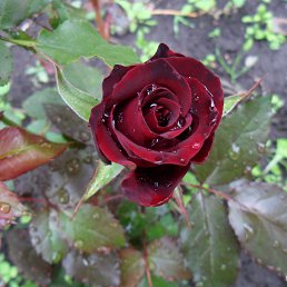 ���� ����, ��������� - ��������� 25 ������� 2015