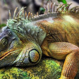 Vladimir, ������, 60 ���