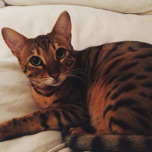 #CatSultan #meow.#������������ ������� ������ ���� ��������� ���������� ������!