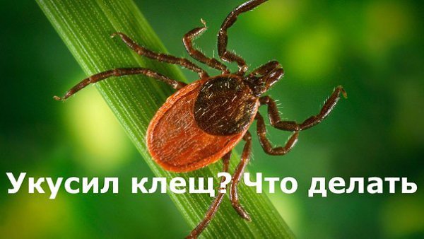 ��� ������, ���� ������ ����.���� ������������ ����� ��� �� ���������, ��������� ������������ ������ ...