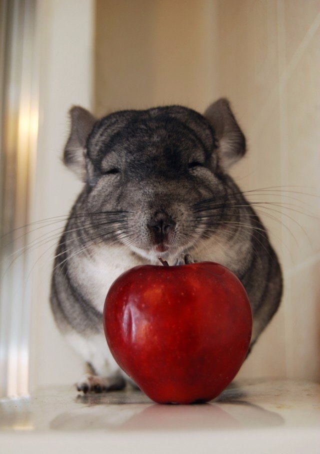  .#animal@travel.blog - 2
