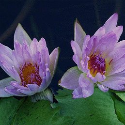 ���� ������, ������ ��������, 63 ���� - ��������� 25 ������� 2015