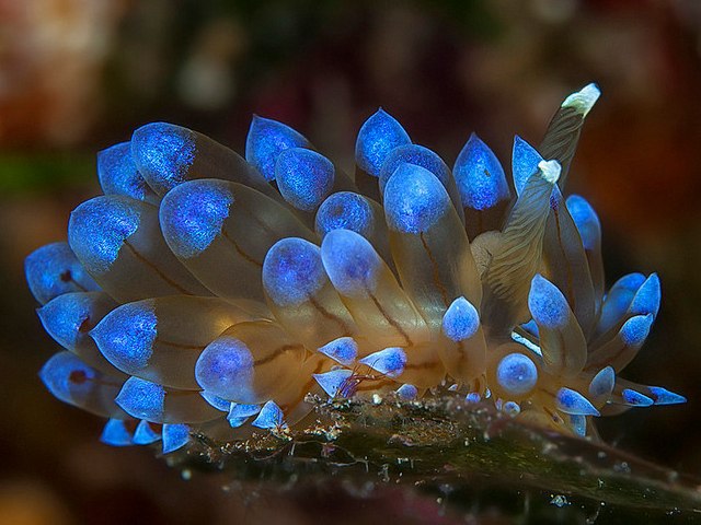  . BLUE-TIPPED NUDIBRANCH (JANOLUS CRISTATUS)