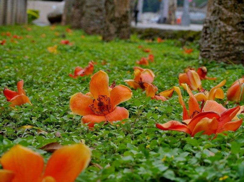   Bombax ceiba.    -  -  ... - 23
