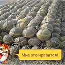 ���� ������, ���������, 49 ��� - ��������� 20 ���� 2015 � ������ �����