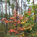 ���� �������, �� �������, �����-��������� - ��������� 17 �������� 2015 � ������ ������. �������� 2015�