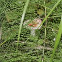 ���� ������, �������, 41 ��� - ��������� 12 ���� 2015 � ������ ����� �����