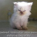 ���� �����, �����������, 47 ��� - ��������� 30 ���� 2015 � ������ ���������