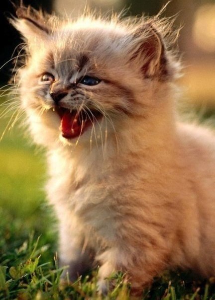 |В| Счастье есть... |В| - 12 августа 2015 в 23:26 - 2