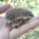 ���� ���������, ������ - ��������� 31 ������� 2015 � ������ ���� ����������