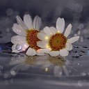 ���� �������, �������, 42 ���� - ��������� 13 ������� 2015 � ������ ������ ��������