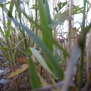  ,  -  24  2015   20.11.2015.