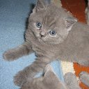 ���� ������, �����-���������, 70 ��� - ��������� 4 ������ 2015 � ������ ����� �����