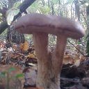 ���� �, ����, 47 ��� - ��������� 27 �������� 2015 � ������ ���� ����������