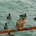  , , 60  -  25  2015   24.10.15.  ,.