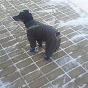 ���� �� �������� �� ������� ������