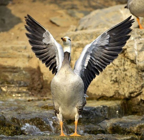   ,          ?      ...