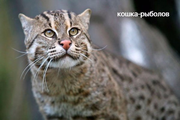 Редкие дикие кошки, о которых вы наверняка не знали.Кошки эволюционировали в отдельную семью ... - 3