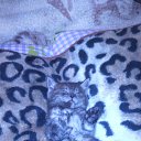 ���� �����, �����, 54 ���� - ��������� 26 ������� 2016 � ������ ���� ��������