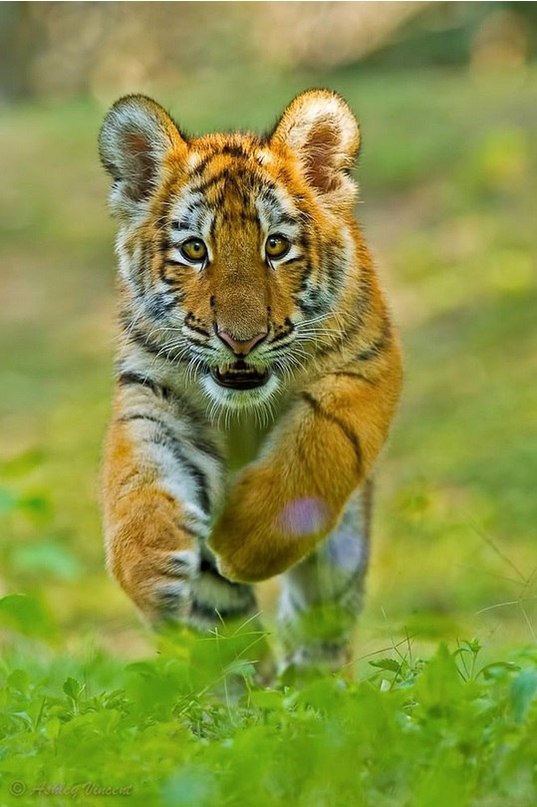  Ashley Vincent. - 6