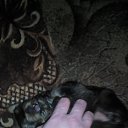  , , 37  -  11  2015   !)