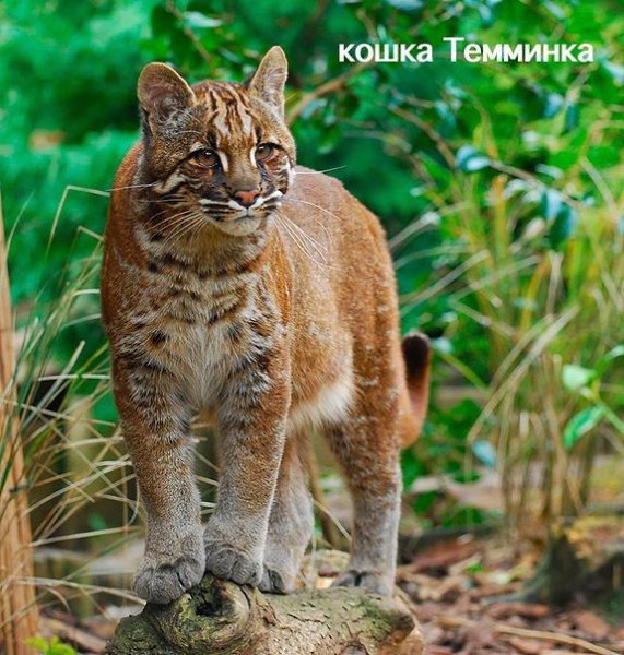 Редкие дикие кошки, о которых вы наверняка не знали.Кошки эволюционировали в отдельную семью ... - 6