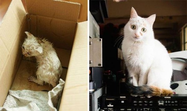 Спасённые котэ. До и после. (Часть - 2).Как сильно может измениться кошка благодаря заботе человека: - 6