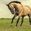   ., , 44  -  21  2015    .