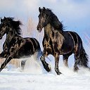 ���� ������, �����������, 52 ���� - ��������� 5 ������� 2015 � ������ ����� ������ۻ