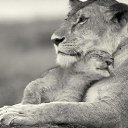 ���� �����, �����-��������� - ��������� 25 ������� 2015 � ������ ������ ��������