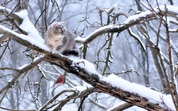CATS OF ALL - 21 ������ 2015 � 12:26