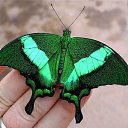 ���� �����, ������������ - ��������� 24 ������� 2015 � ������ �������3�