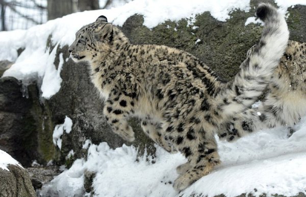 CATS OF ALL - 21 ������ 2015 � 13:15