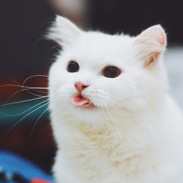   ,     ! :