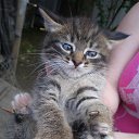 ���� ������, ���������, 45 ��� - ��������� 11 ������ 2016 � ������ ������