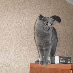 ������, �����, 62 ����